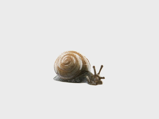 Snail